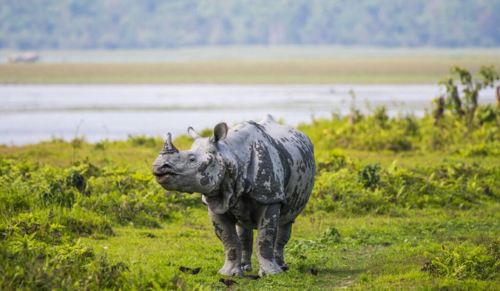 Kaziranga