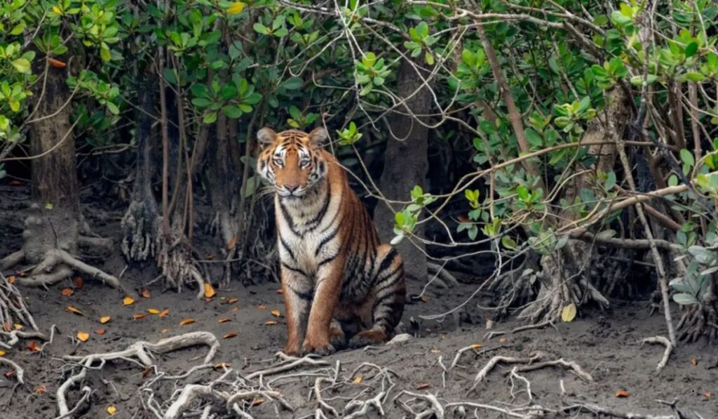 Sundarbans