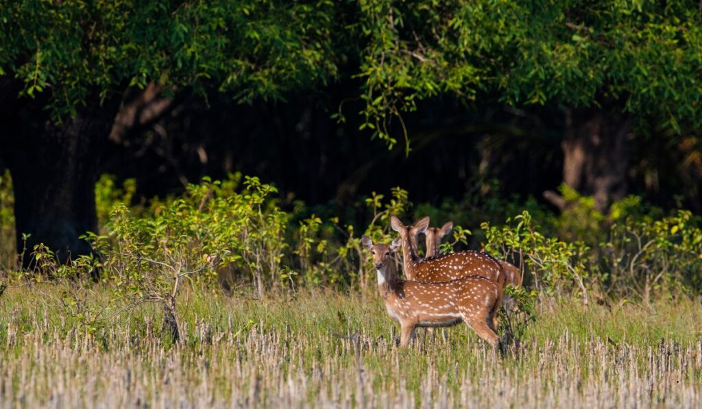 Sundarbans