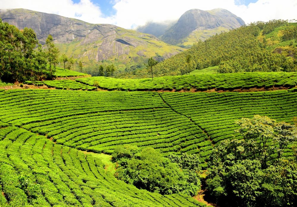 tea plantation, tea garden, india-1751369.jpg